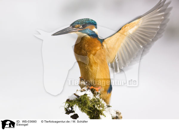 Eisvogel / kingfisher / WS-03680