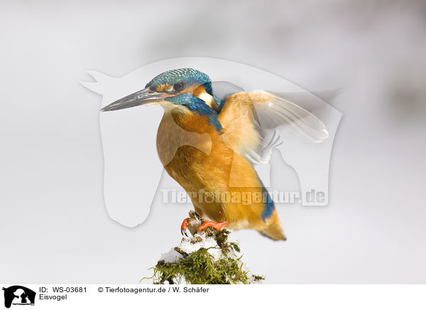 Eisvogel / kingfisher / WS-03681
