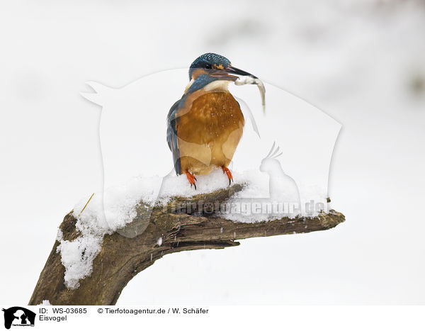 Eisvogel / kingfisher / WS-03685
