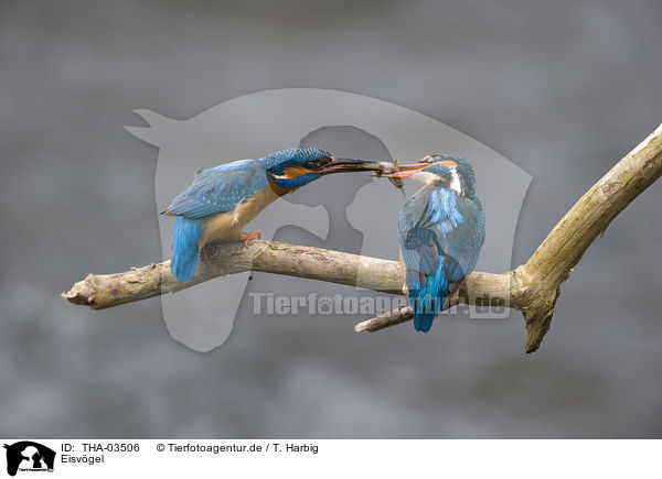 Eisvgel / kingfisher / THA-03506