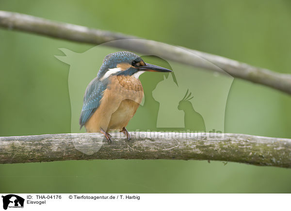 Eisvogel / THA-04176