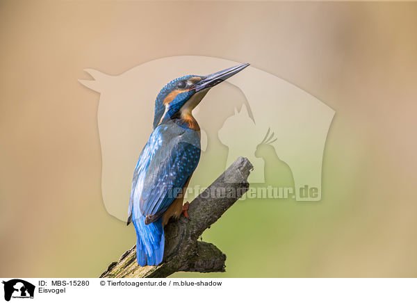 Eisvogel / common kingfisher / MBS-15280