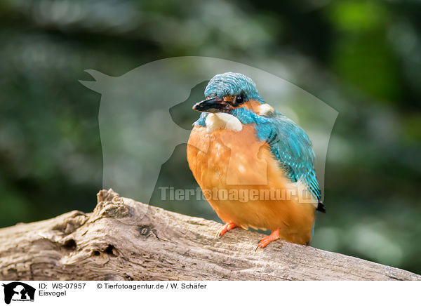 Eisvogel / halcyon / WS-07957
