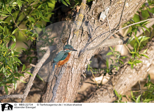 sitzender Eisvogel / sitting Kingfisher / MBS-22734