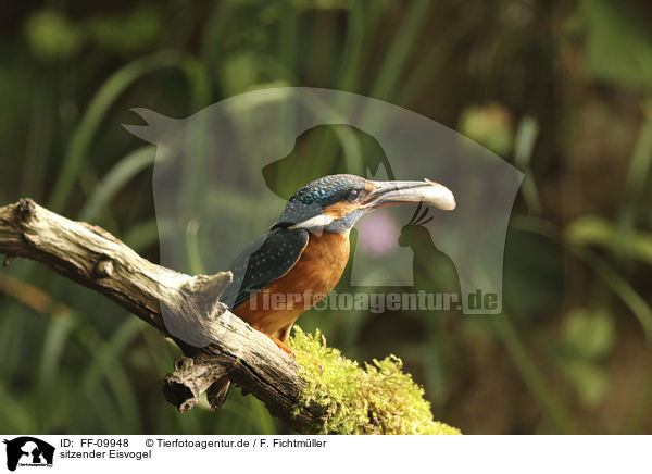 sitzender Eisvogel / FF-09948