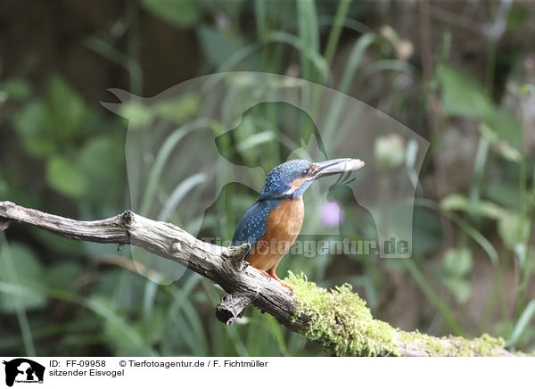 sitzender Eisvogel / sitting Kingfisher / FF-09958