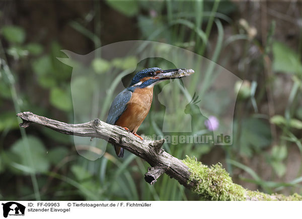 sitzender Eisvogel / sitting Kingfisher / FF-09963