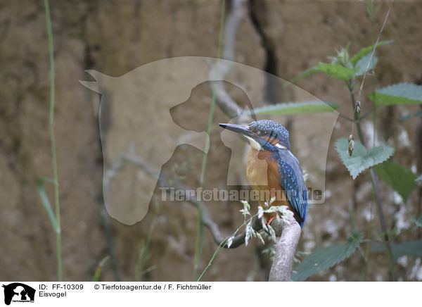 Eisvogel / kingfisher / FF-10309