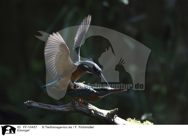 Eisvogel / kingfisher / FF-10457