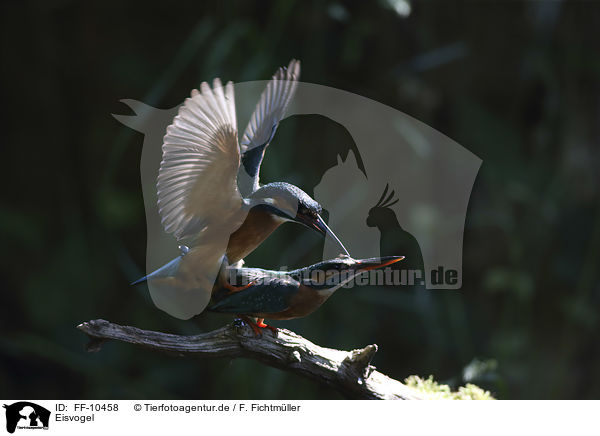 Eisvogel / kingfisher / FF-10458