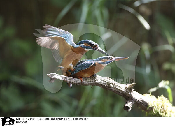 Eisvogel / kingfisher / FF-10460