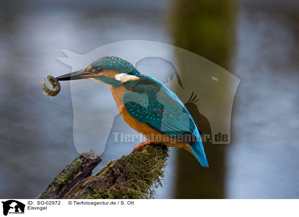 Eisvogel / SO-02972