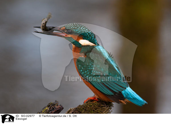 Eisvogel / SO-02977