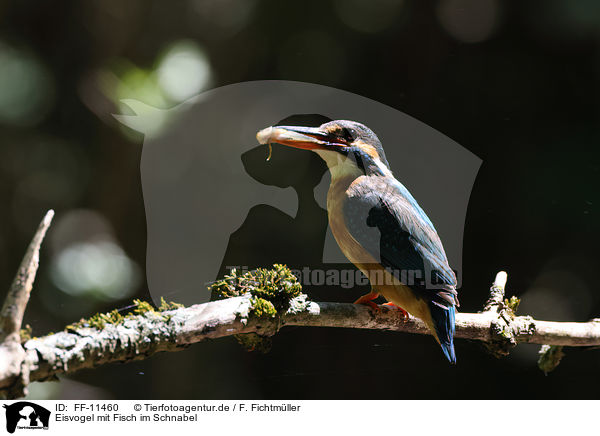 Eisvogel mit Fisch im Schnabel / Kingfisher with a fish in its beak / FF-11460