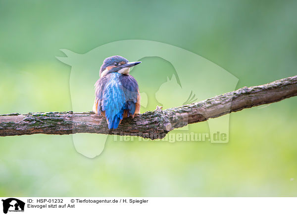 Eisvogel sitzt auf Ast / Kingfisher sits on branch / HSP-01232