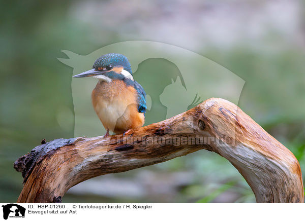 Eisvogel sitzt auf Ast / Kingfisher sits on branch / HSP-01260