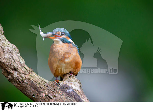 Eisvogel sitzt auf Ast / Kingfisher sits on branch / HSP-01267