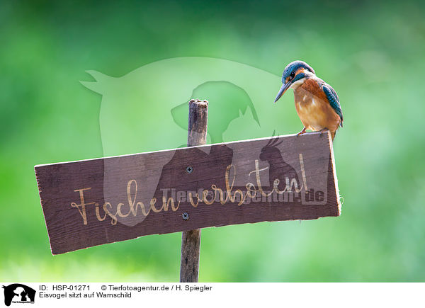 Eisvogel sitzt auf Warnschild / Kingfisher sits on warning sign / HSP-01271