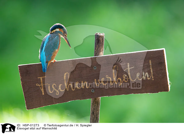 Eisvogel sitzt auf Warnschild / Kingfisher sits on warning sign / HSP-01273