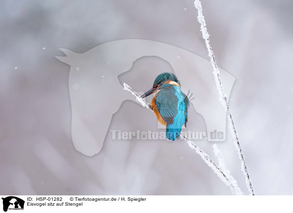 Eisvogel sitz auf Stengel / Kingfisher sitting on stalk / HSP-01282