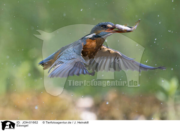 Eisvogel / Kingfisher / JOH-01662