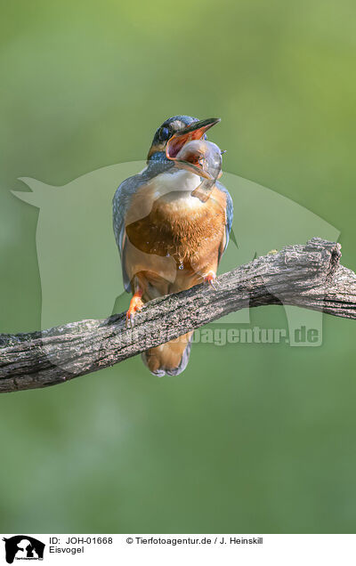 Eisvogel / Kingfisher / JOH-01668