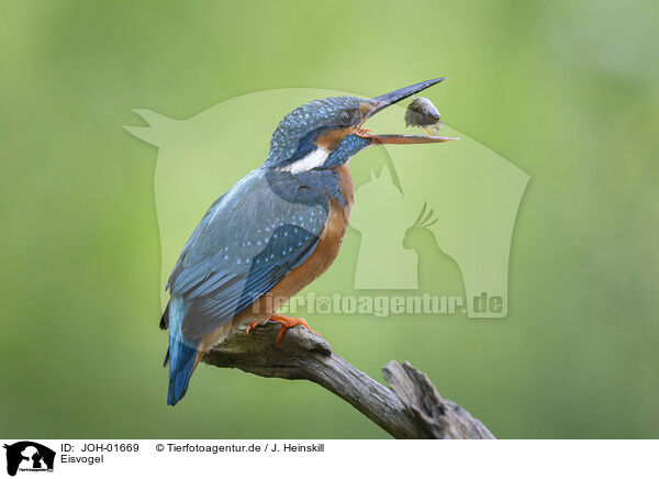 Eisvogel / Kingfisher / JOH-01669