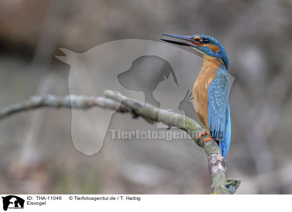 Eisvogel / kingfisher / THA-11046