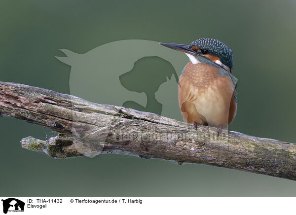 Eisvogel / kingfisher / THA-11432