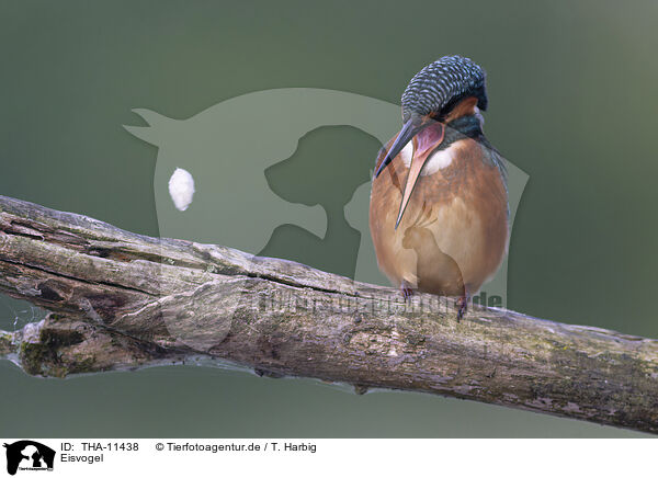 Eisvogel / kingfisher / THA-11438