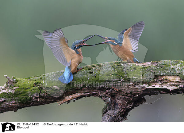 Eisvogel / kingfisher / THA-11452