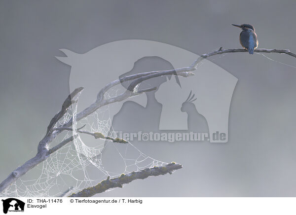 Eisvogel / kingfisher / THA-11476