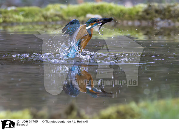 Eisvogel / kingfisher / JOH-01765