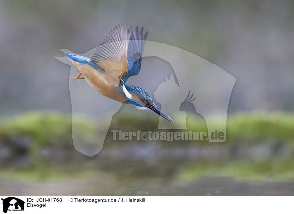 Eisvogel / kingfisher / JOH-01768