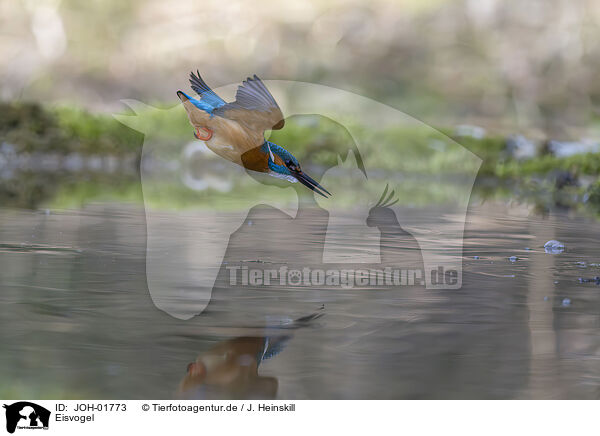Eisvogel / kingfisher / JOH-01773