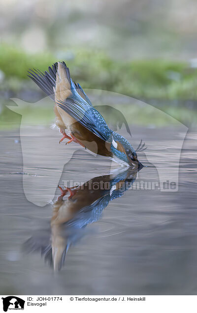 Eisvogel / kingfisher / JOH-01774