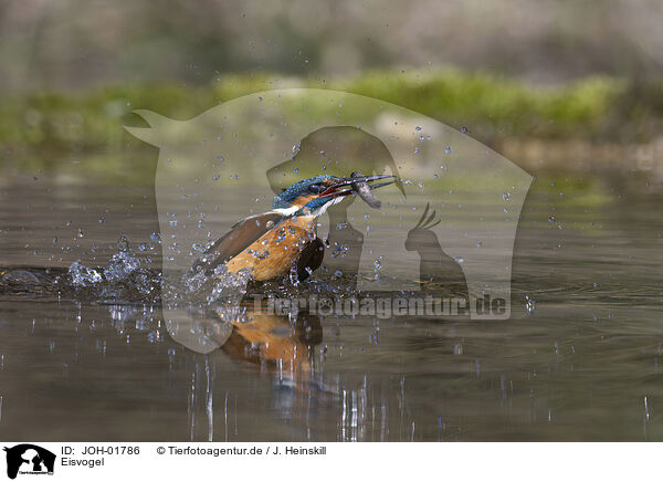 Eisvogel / kingfisher / JOH-01786