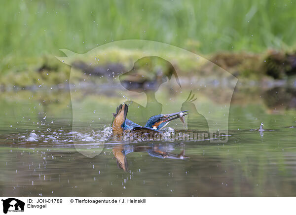 Eisvogel / kingfisher / JOH-01789