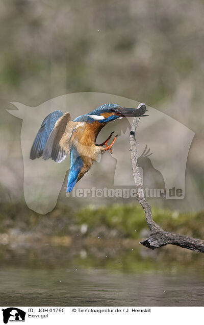 Eisvogel / kingfisher / JOH-01790