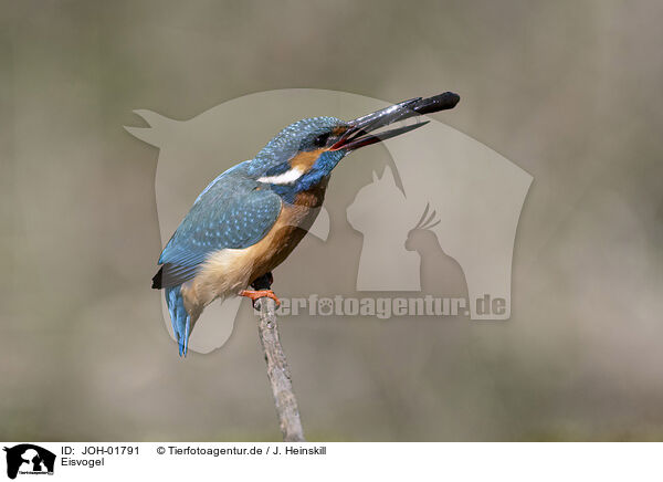 Eisvogel / kingfisher / JOH-01791