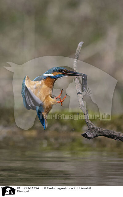 Eisvogel / kingfisher / JOH-01794