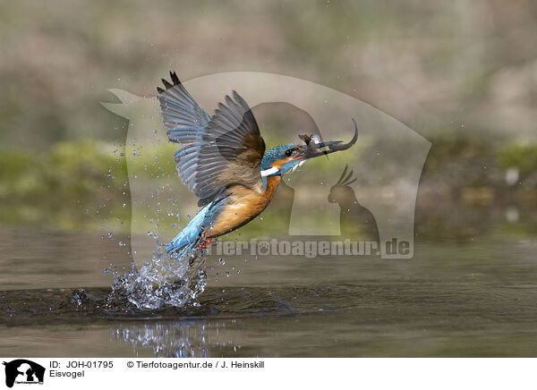 Eisvogel / kingfisher / JOH-01795