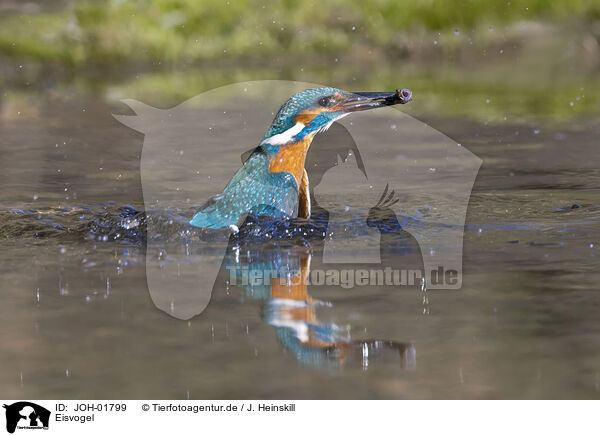 Eisvogel / kingfisher / JOH-01799