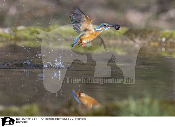 Eisvogel / kingfisher / JOH-01811