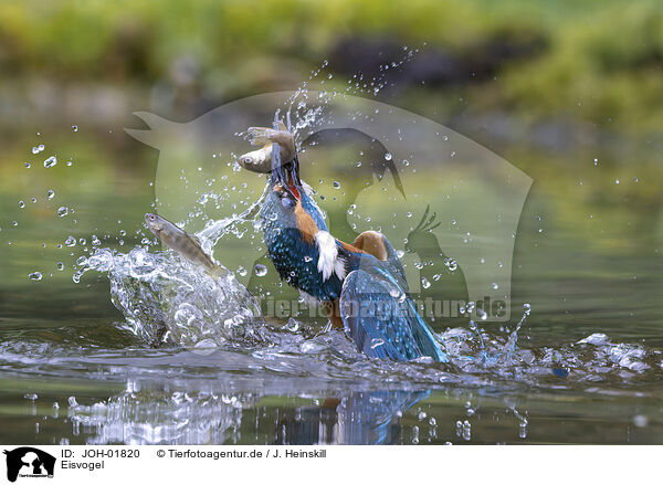 Eisvogel / kingfisher / JOH-01820