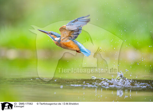 Eisvogel / kingfisher / DMS-17582