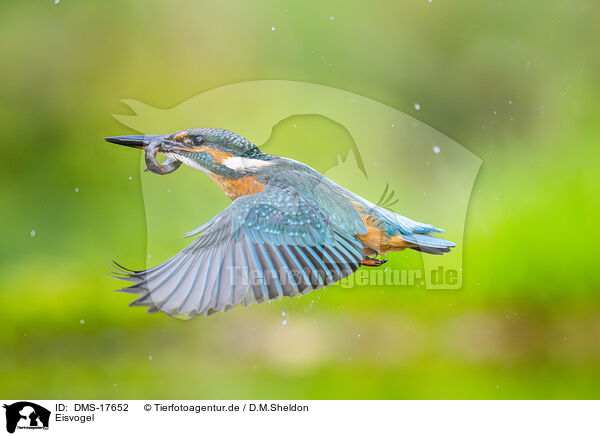 Eisvogel / kingfisher / DMS-17652