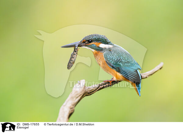 Eisvogel / kingfisher / DMS-17655