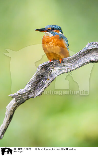 Eisvogel / kingfisher / DMS-17679