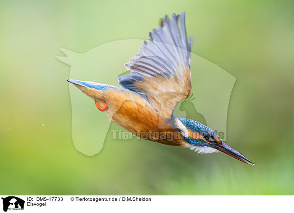 Eisvogel / kingfisher / DMS-17733